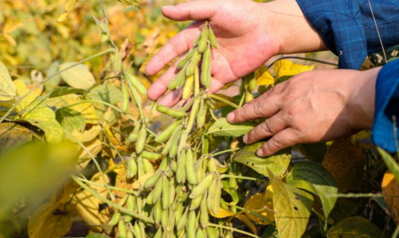 Prohexadione calcium